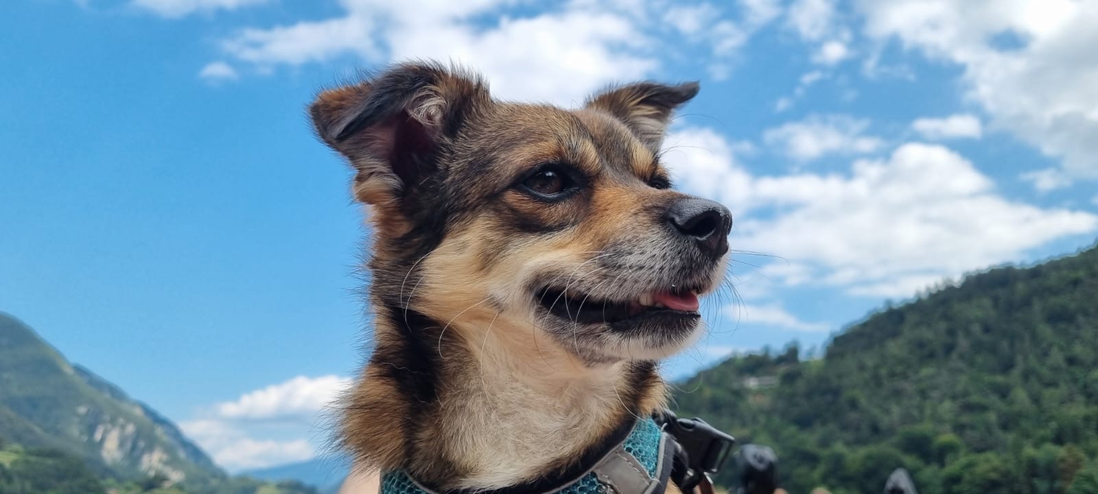 Der Mischlingsrüde Milo mit Gesangspädagogin Melanie Maennl